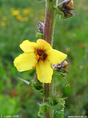 Barbasco (<i>Verbascum thapsus</i>) em florao