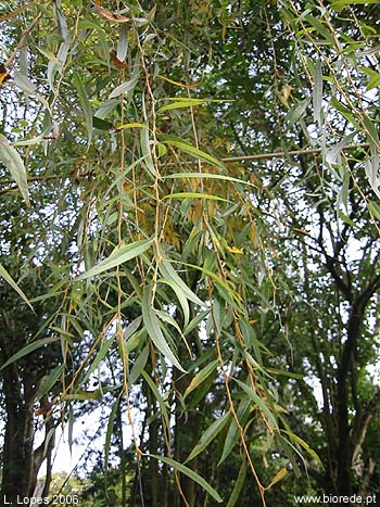 Salgueiro-choro (<i>Salix babylonica</i>), folhas