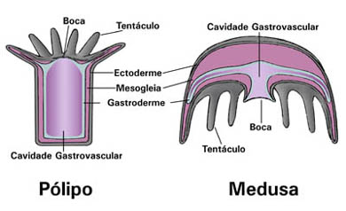 Pólipo e medusa