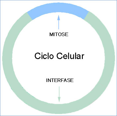 Fases do ciclo celular (artigo)