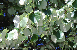 <i>Tilia tomentosa</i>, folhas.