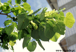 <i>Tilia platyphyllos</i>, folhas.