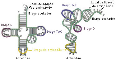 tRNA