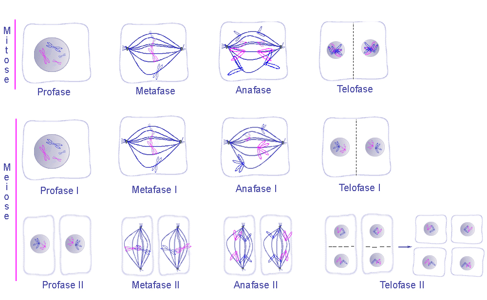 Mitose vs Meiose