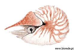 <i>Nautilus</i>