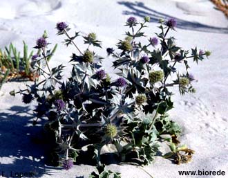 Cardo-martimo (<i>Eryngium maritimum</i>), em florao