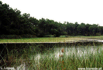 Lagoa costeira (Lagoa da Vela)