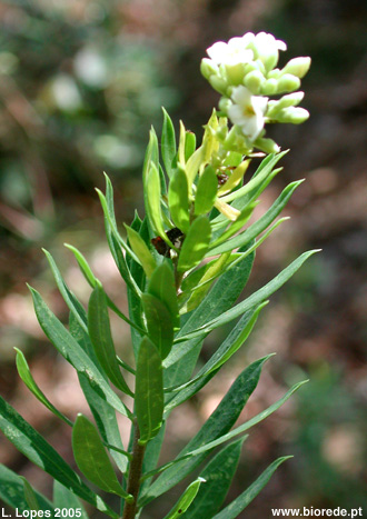 Trovisco (<i>Daphne gnidium</i>) em florao