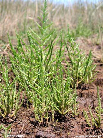 Salicrnia (<i>Salicornia ramosissima</i>)