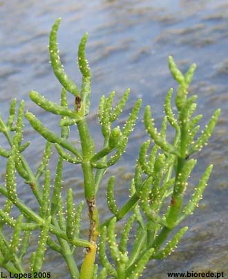 Salicrnia (<i>Salicornia ramosissima</i>) em florao