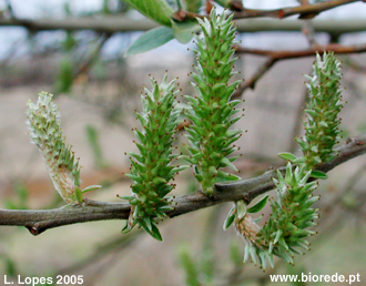 Salix Atrocinerea