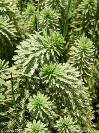 Erva-pinheirinha (<i>Myriophyllum aquaticum</i>)