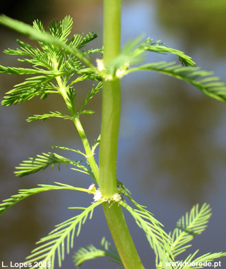 Erva-pinheirinha (<i>Myriophyllum aquaticum</i>), em florao