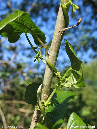 Arrebenta-boi (<i>Tamus communis</i>), planta trepadeira