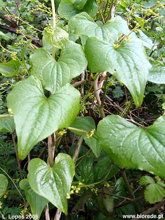 Arrebenta-boi (<i>Tamus communis</i>), folhas e inflorescncias