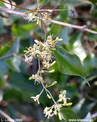 Alegra-campo (<i>Smilax aspera</i>), em fllorao