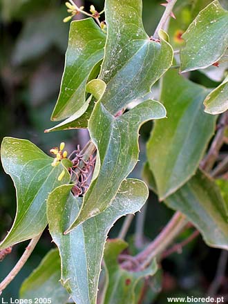 Alegra-campo (<i>Smilax aspera</i>), folhas triangulares com acleos nas margens