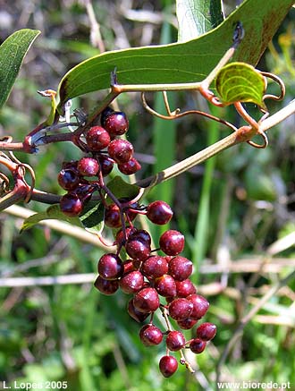 Alegra-campo (<i>Smilax aspera</i>), em frutificao