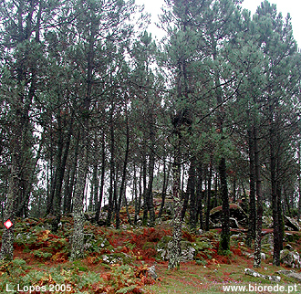 Pinhal de pinheiro-bravo (<i>Pinus pinaster</i>)