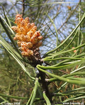 Pinheiro-bravo (<i>Pinus pinaster</i>), cones masculinos