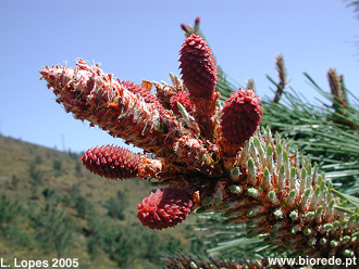 Pinheiro-bravo (<i>Pinus pinaster</i>), cones femininos