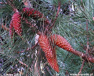 Pinheiro-bravo (<i>Pinus pinaster</i>), pinhas
