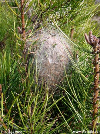 Pinheiro-bravo (<i>Pinus pinaster</i>), processionria