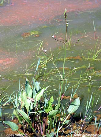 Orelha-de-mula (<i>Alisma plantago-aquatica</i>), em florao