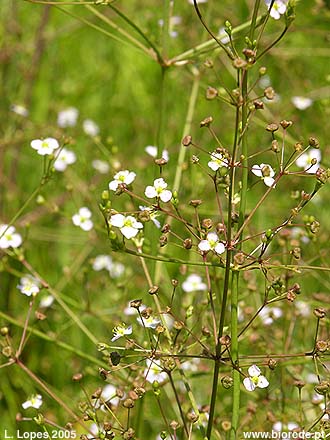 Orelha-de-mula (<i>Alisma plantago-aquatica</i>), pormenor da inflorescncia