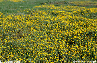 Erva-vaqueira (<i>Calendula arvensis</i>) em florao num campo de cultivo abandonado.