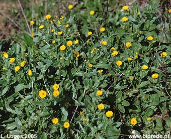 Erva-vaqueira (<i>Calendula arvensis</i>) em florao