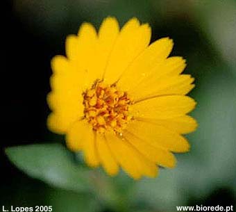 Erva-vaqueira (<i>Calendula arvensis</i>) pormenor do captulo