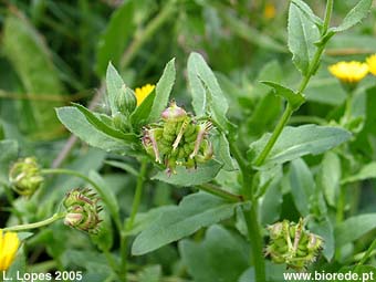 Erva-vaqueira (<i>Calendula arvensis</i>) em frutificao