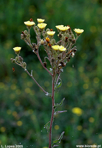 Tripa-de-ovelha (<i>Andryala integrifolia</i>) em florao
