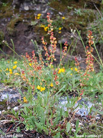 Azedinha (<i>Rumex acetosella</i> subsp. <i>angiocarpus</i>) em florao.