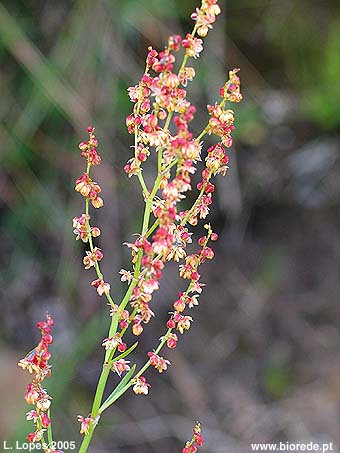 Azedinha (<i>Rumex acetosella</i> subsp. <i>angiocarpus</i>) pormenor da inflorescncia
