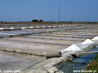 Salinas de Aveiro