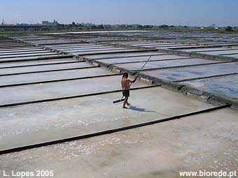 Salinas de Aveiro, explorao