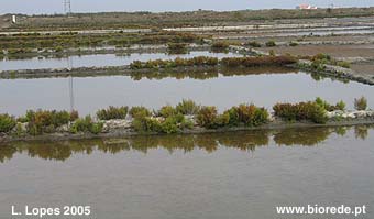 Salinas com vegetao tpica do sapal 
