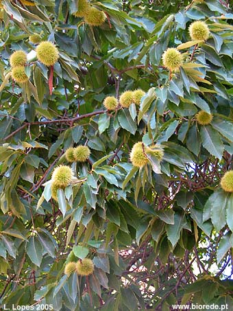 Castanheiro (<i>Castanea sativa</i>) em frutificao