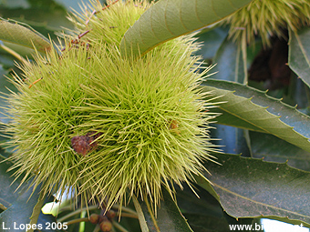 Castanheiro (<i>Castanea sativa</i>) pormenor do ourio (invlucro que envolve os frutos, as castanhas)