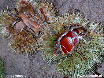 Castanheiro (<i>Castanea sativa</i>) ourio com os frutos, as castanhas