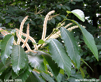 Castanheiro (<i>Castanea sativa</i>) em florao