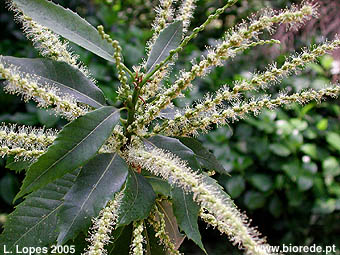Castanheiro (<i>Castanea sativa</i>) pormenor das inflorescncias