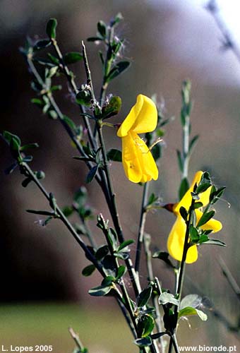 Giesta-das-serras (<i>Cytisus striatus</i>), em florao