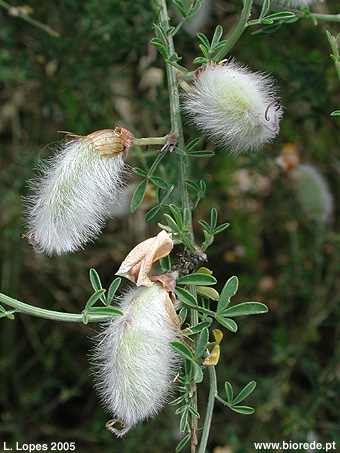 Giesta-das-serras (<i>Cytisus striatus</i>), com frutos (vagens)