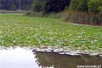 Tapete de nenfar-branco (<i>Nymphaea alba</i>) numa lagoa costeira