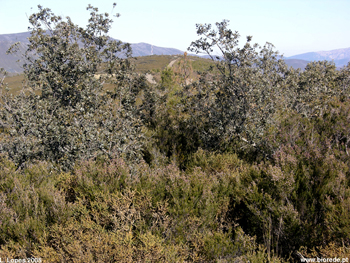Azinheira (<i>Quercus ilex</i> subsp. <i> ballota</i>)