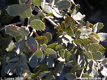 Azinheira (<i>Quercus ilex</i> subsp. <i> ballota</i>), pormenor das folhas