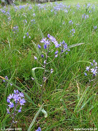 Lameiro com jacinto-dos-campo (<i>Hyacinthoides hispanica</i>) em floração